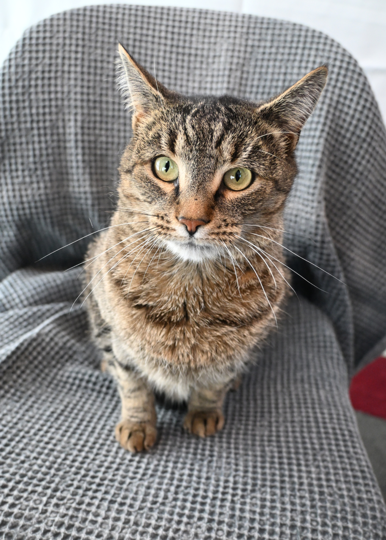 Headshot of Melvin the cat